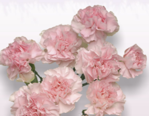 Stallion Concrete Color - Carnation – Mini