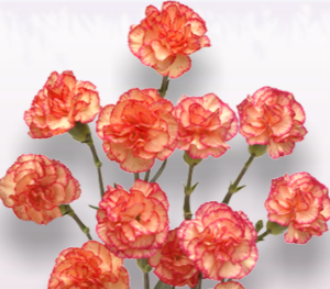 Stallion Concrete Color - Carnation – Mini