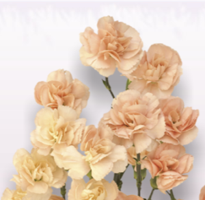 Stallion Concrete Color - Carnation – Mini