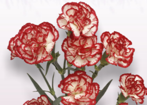 Stallion Concrete Color - Carnation – Mini