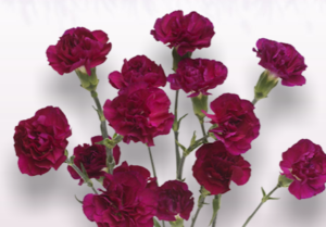 Stallion Concrete Color - Carnation – Mini