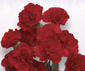 Stallion Concrete Color - Carnation – Mini