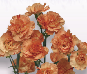 Stallion Concrete Color - Carnation – Mini