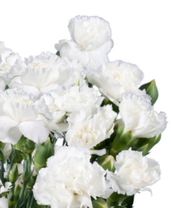 Stallion Concrete Color - Carnation – Mini