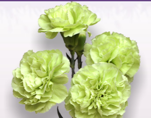 Stallion Concrete Color - Carnation – Mini