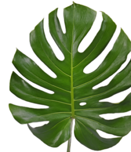 Stallion Concrete Color - Greenery
