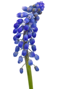 Stallion Concrete Color - Hyacinth