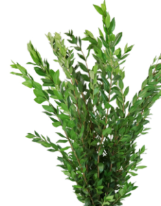 Stallion Concrete Color - Greenery