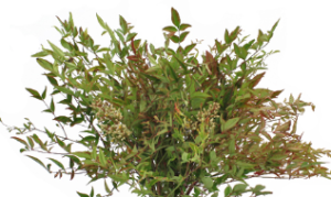 Stallion Concrete Color - Greenery