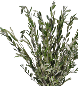 Stallion Concrete Color - Greenery