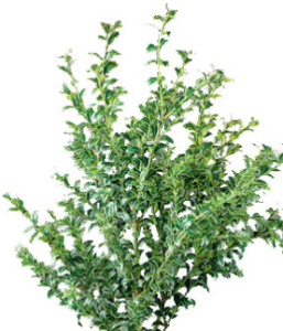 Stallion Concrete Color - Greenery