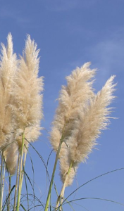 Stallion Concrete Color - Grasses