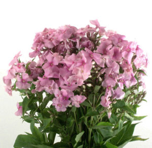 Stallion Concrete Color - Filler Flowers