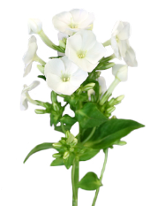 Stallion Concrete Color - Phlox