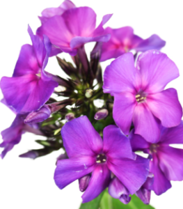 Stallion Concrete Color - Phlox