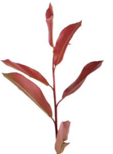 Stallion Concrete Color - Greenery