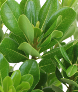 Stallion Concrete Color - Greenery