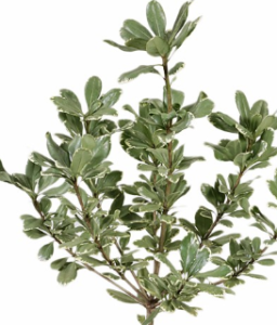 Stallion Concrete Color - Greenery