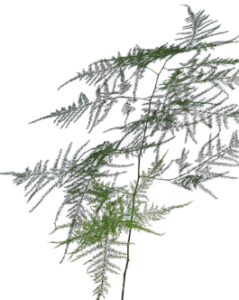 Stallion Concrete Color - Fern and Fern Like