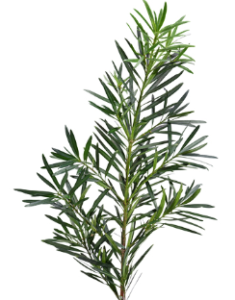 Stallion Concrete Color - Greenery