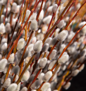 Stallion Concrete Color - Branches and Twigs