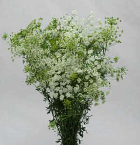 Stallion Concrete Color - Filler Flowers
