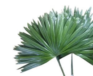 Stallion Concrete Color - Greenery