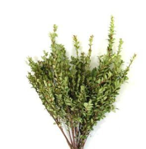 Stallion Concrete Color - Winter Greens