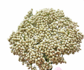 Stallion Concrete Color - Rice Flower