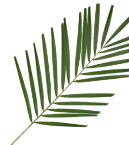 Stallion Concrete Color - Greenery