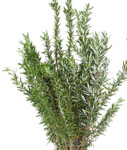 Stallion Concrete Color - Greenery