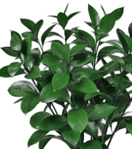 Stallion Concrete Color - Greenery