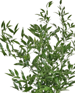 Stallion Concrete Color - Greenery