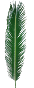 Stallion Concrete Color - Greenery