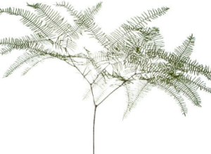 Stallion Concrete Color - Fern and Fern Like