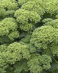 Stallion Concrete Color - Sedum