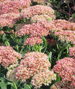 Stallion Concrete Color - Sedum