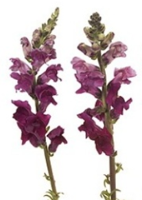 Stallion Concrete Color - Snapdragons