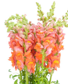 Stallion Concrete Color - Snapdragons