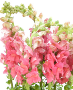 Stallion Concrete Color - Snapdragons