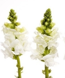 Stallion Concrete Color - Snapdragons