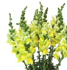 Stallion Concrete Color - Snapdragons