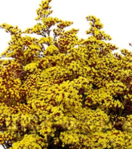 Stallion Concrete Color - Solidago