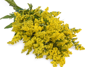 Stallion Concrete Color - Solidago