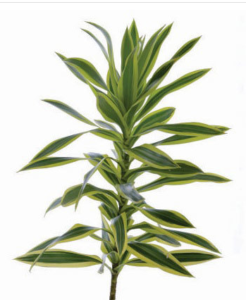 Stallion Concrete Color - Greenery