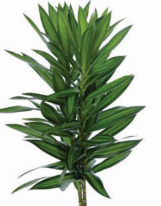Stallion Concrete Color - Greenery