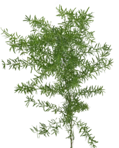 Stallion Concrete Color - Fern and Fern Like