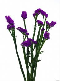 Stallion Concrete Color - Filler Flowers