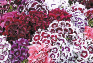 Stallion Concrete Color - Filler Flowers