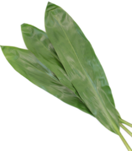 Stallion Concrete Color - Greenery